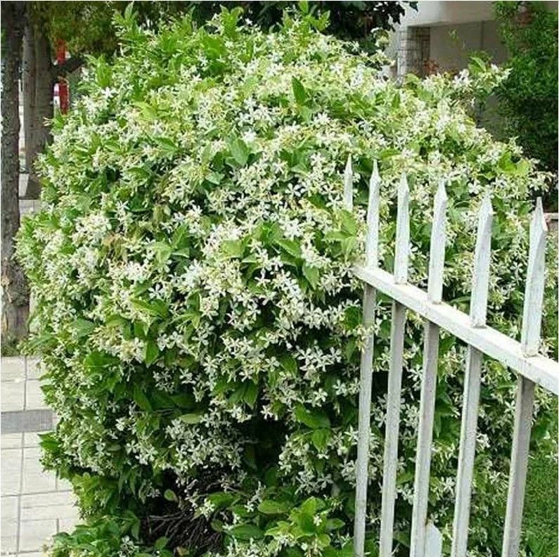Double Jasmine Seeds – Double-Flowered Variety for Garden - View 9
