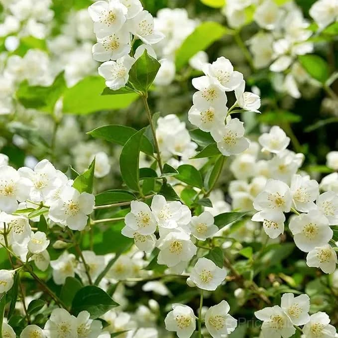Double Jasmine Seeds for Planting - View 6
