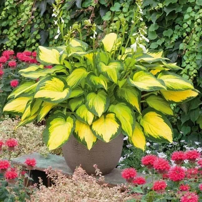 Premium Hosta Seeds for Shade Garden Planting - View 6