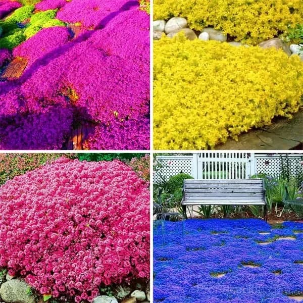 Low-Maintenance Thyme Seeds, Mixed Color, 100 Count - Main