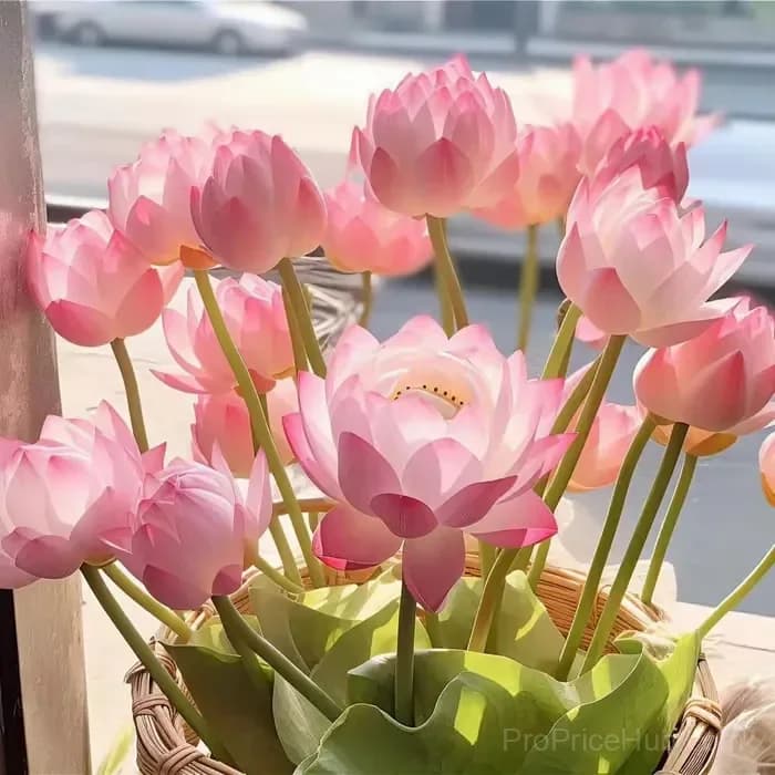Sacred Bonsai Bowl Lotus Seeds – Water Garden Variety - Alt