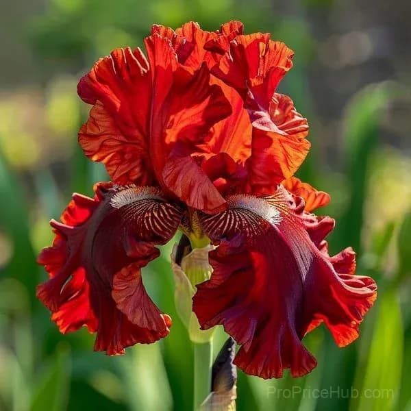 Signature Tall Bearded Iris – Premium Garden Bulbs - View 32