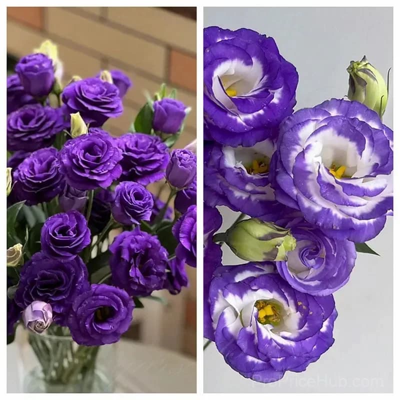 Eustoma Thornless Rose Lisianthus Seeds - 7 Day Germination - View 23