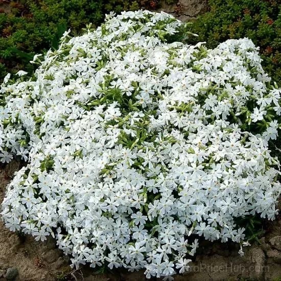 Creeping Phlox Seeds - Perennial Ground Cover with Vibrant Flowers - View 3