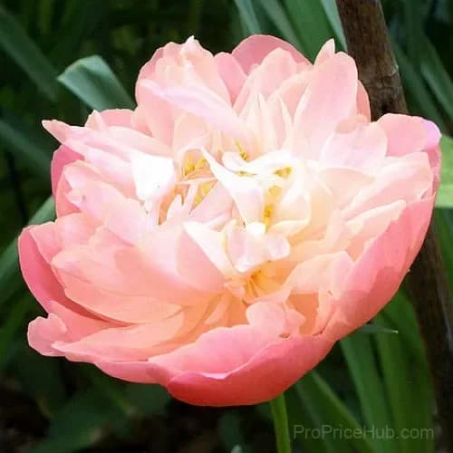 Paeonia Pink Hawaiian Coral 100 Seeds - Alt