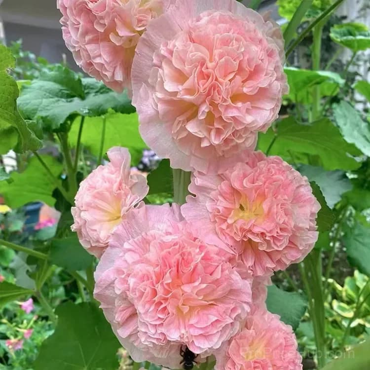 Rare Double Hollyhock Seeds - View 11