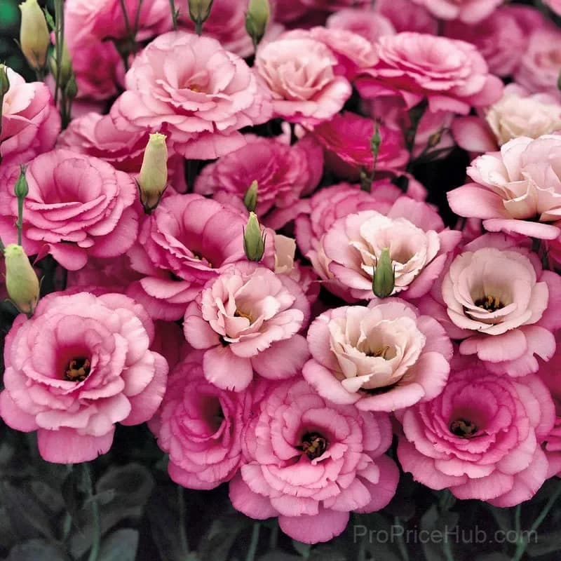 Eustoma Thornless Rose Lisianthus Seeds - 7 Day Germination - View 35
