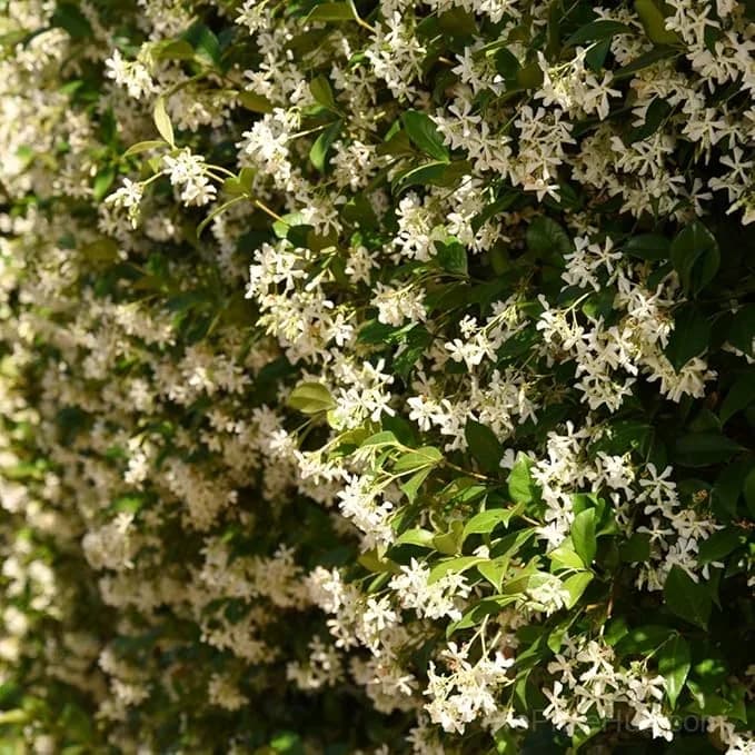 Oakleaf Hydrangea Seeds - Four Seasons of Changing Beauty - View 8