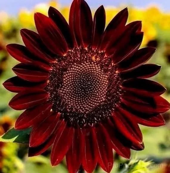 Red Wave Hybrid Sunflower Seeds - Alt