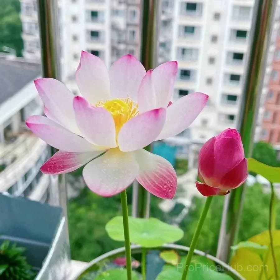 Bonsai Lotus Seeds for Seasonal Planting - View 5