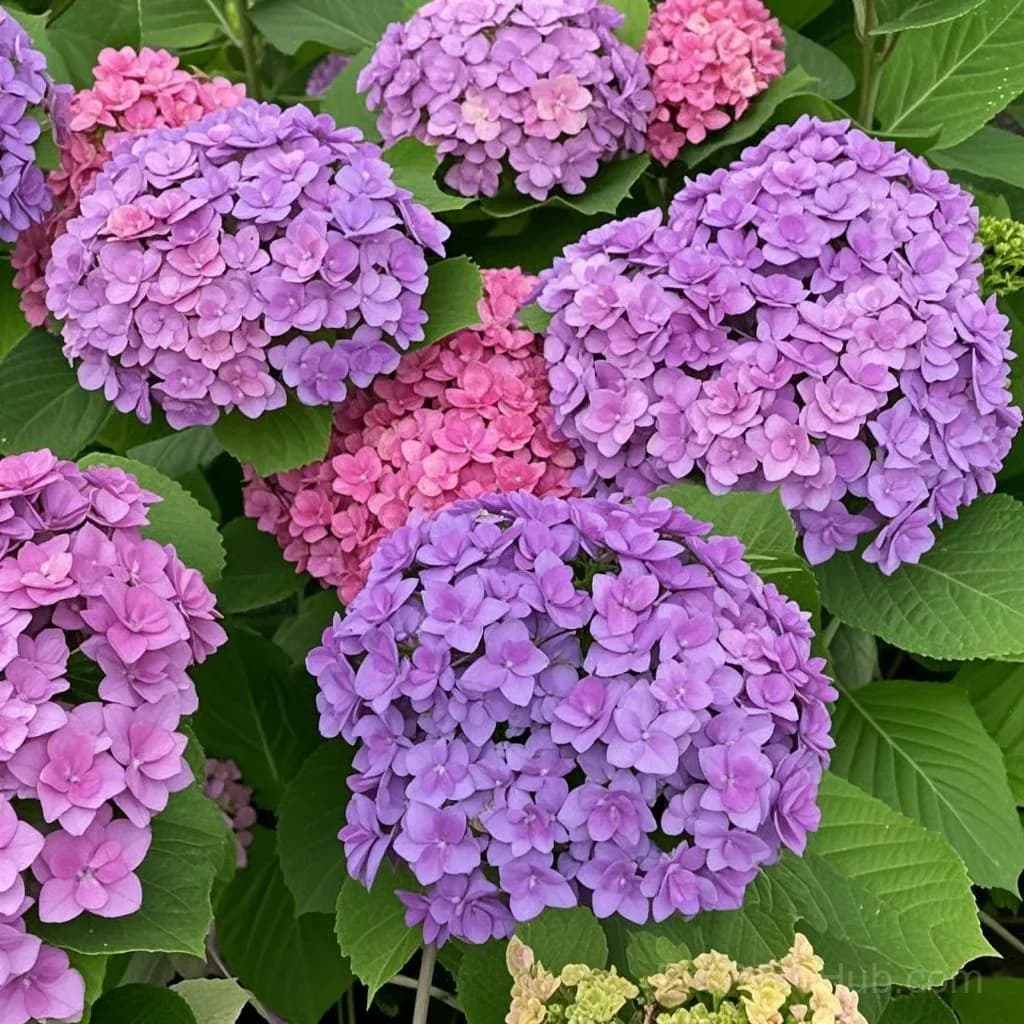 Mix Hydrangea Seeds, Perennial, 200 Seeds - View 15