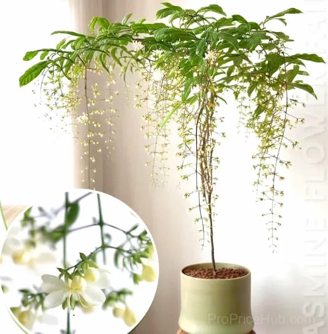 Double Jasmine Seeds – Double-Flowered Variety for Garden - View 15