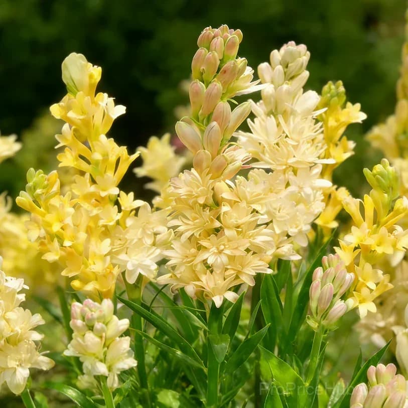 Double Perfume Tuberose Bulbs - Moon Garden Flower - View 20
