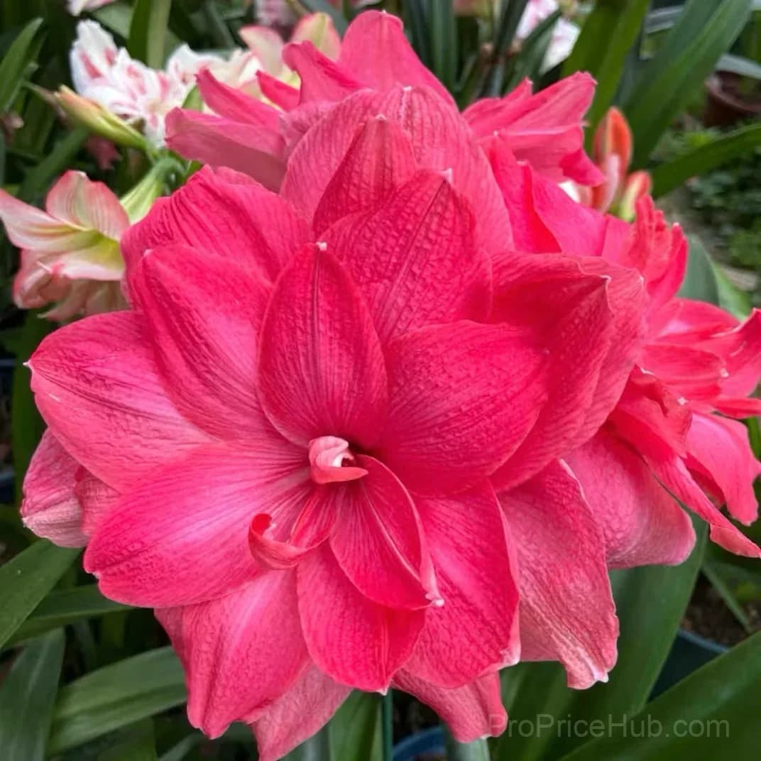 Double-Flowered Amaryllis Bulbs for Garden Planting - View 13