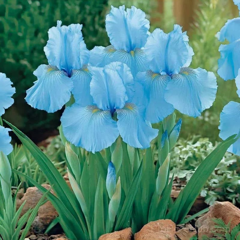Signature Tall Bearded Iris – Premium Garden Bulbs - View 11
