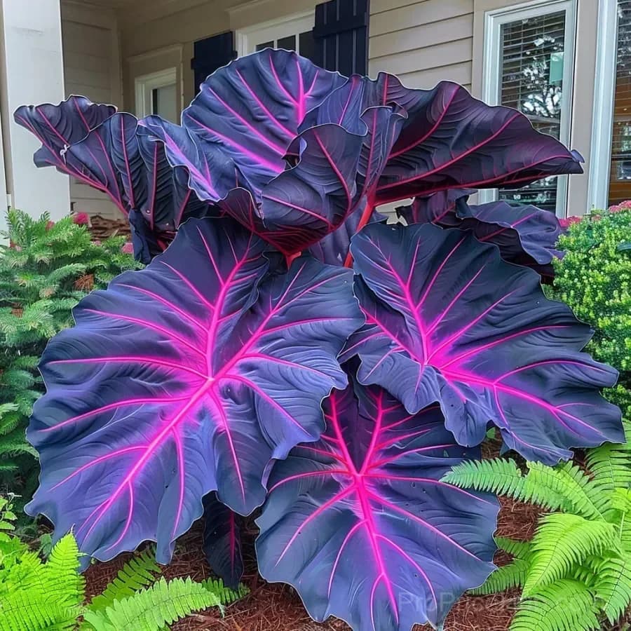 Rare Giant Multi-Color Caladium Bulbs – Tropical Leaves, Easy to Grow - View 9