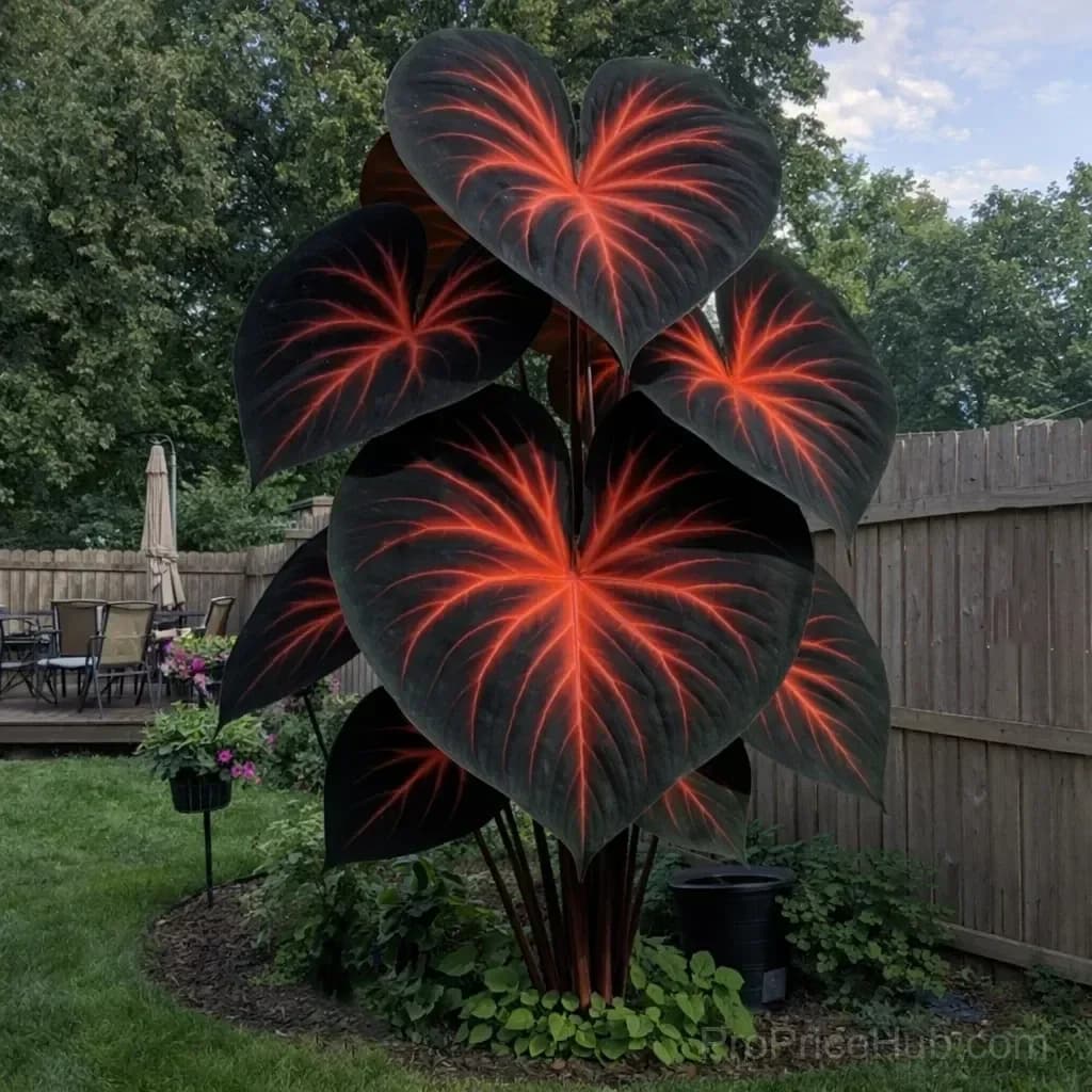 Rare Giant Multi-Color Caladium Bulbs – Tropical Leaves, Easy to Grow - View 22