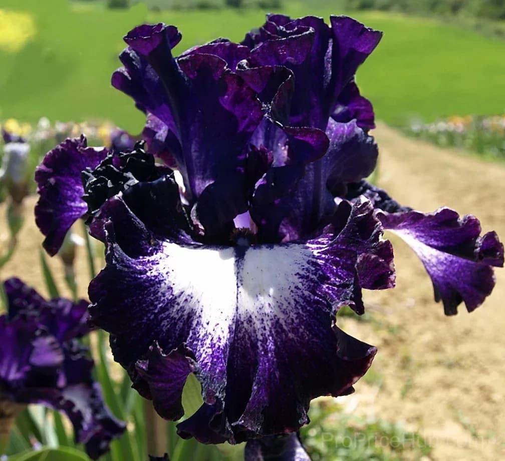 Signature Tall Bearded Iris – Premium Garden Bulbs - View 8