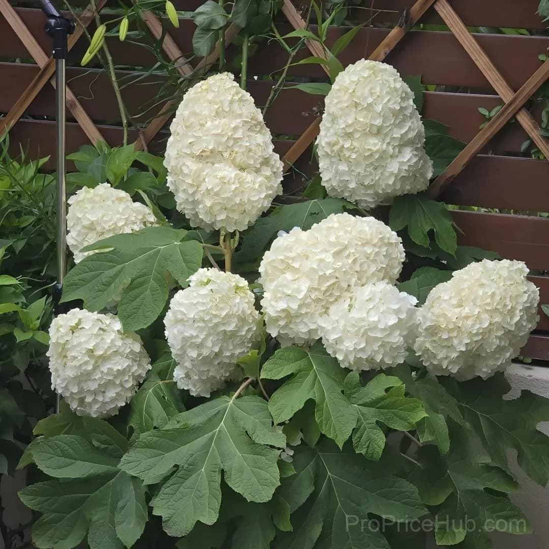 Oakleaf Hydrangea Seeds - Four Seasons of Changing Beauty - View 5