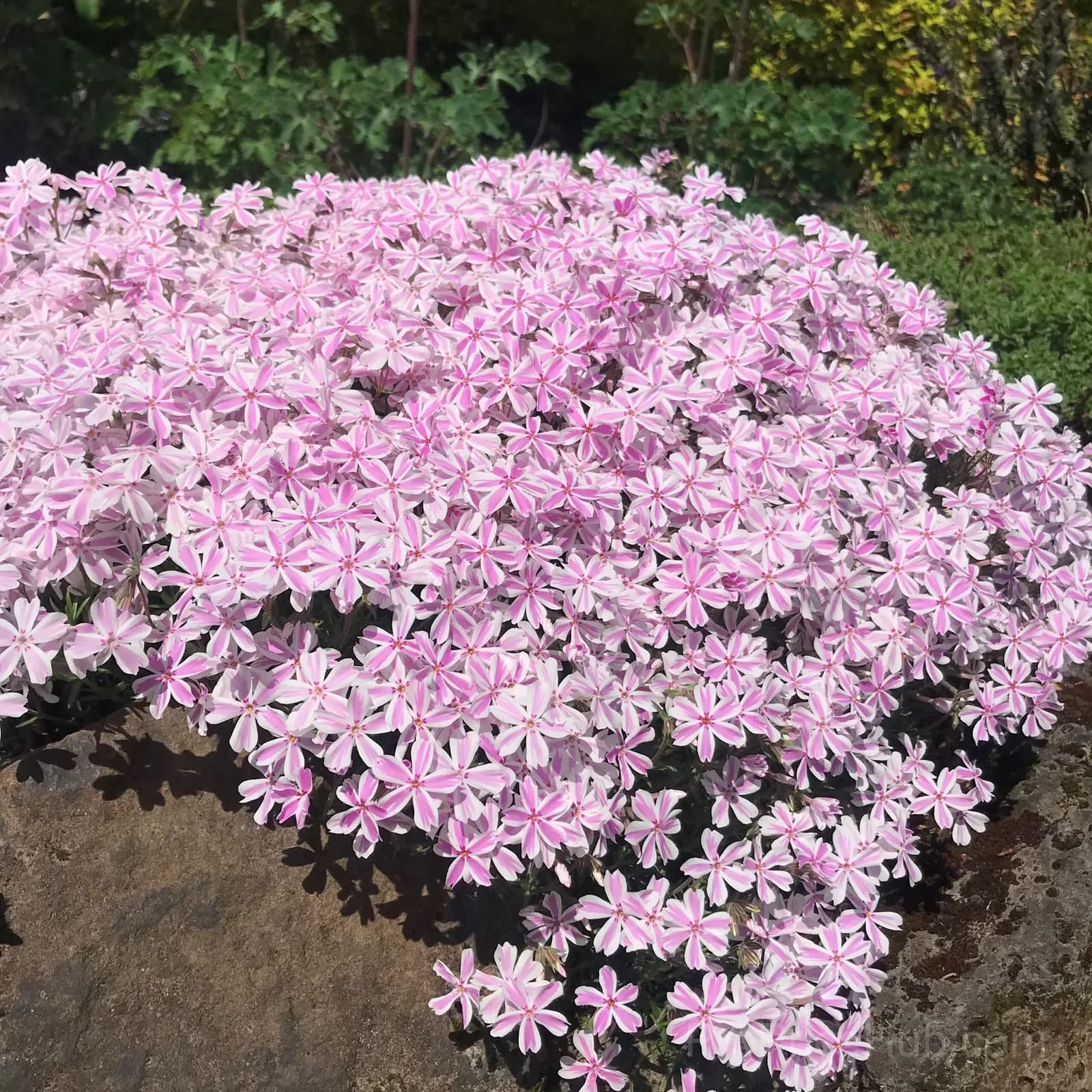 Creeping Phlox Seeds - Perennial Ground Cover with Vibrant Flowers - View 10