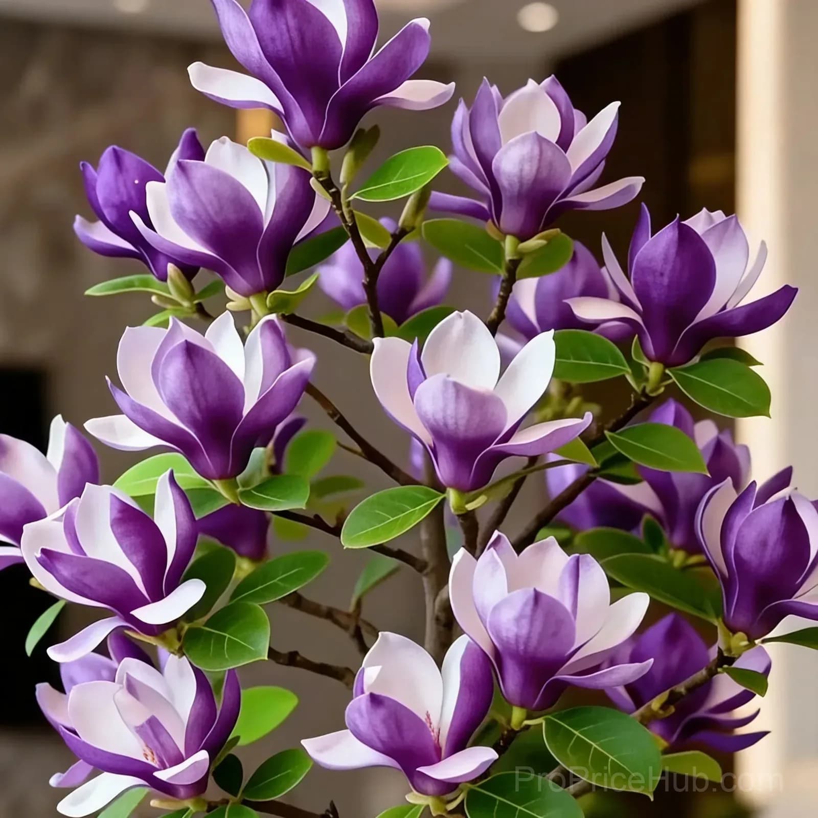 Magnolia Liliiflora Bulbs - Fragrant Purple Blooms - Main