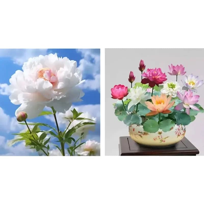 Double Petaled Piani Queen of Flowers Seeds - View 15