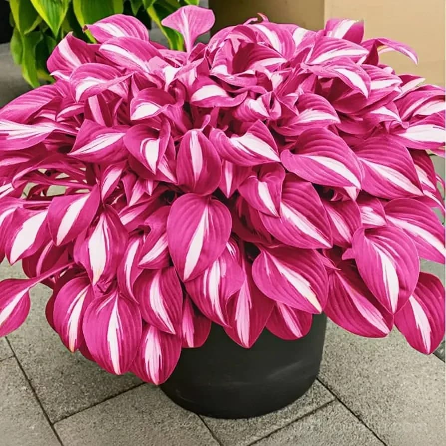 Turn Dead Corners Into a Lush Garden Paradise – Shade-Tolerant Seeds - Main