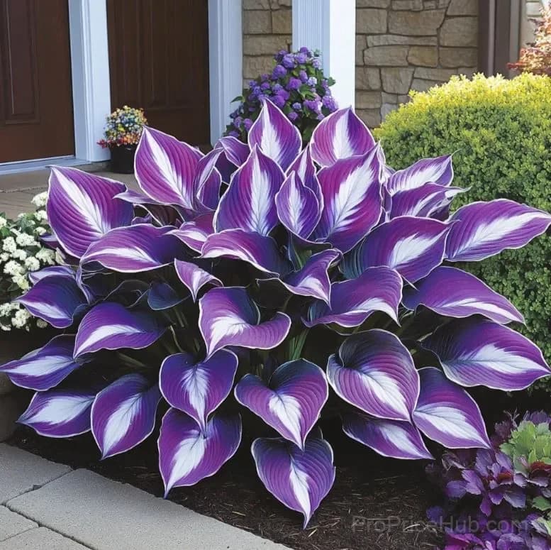 Premium Hosta Seeds for Shade Garden Planting - View 12