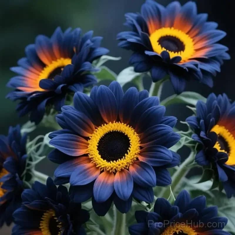 Midnight Blaze Sunflower Seeds - Main