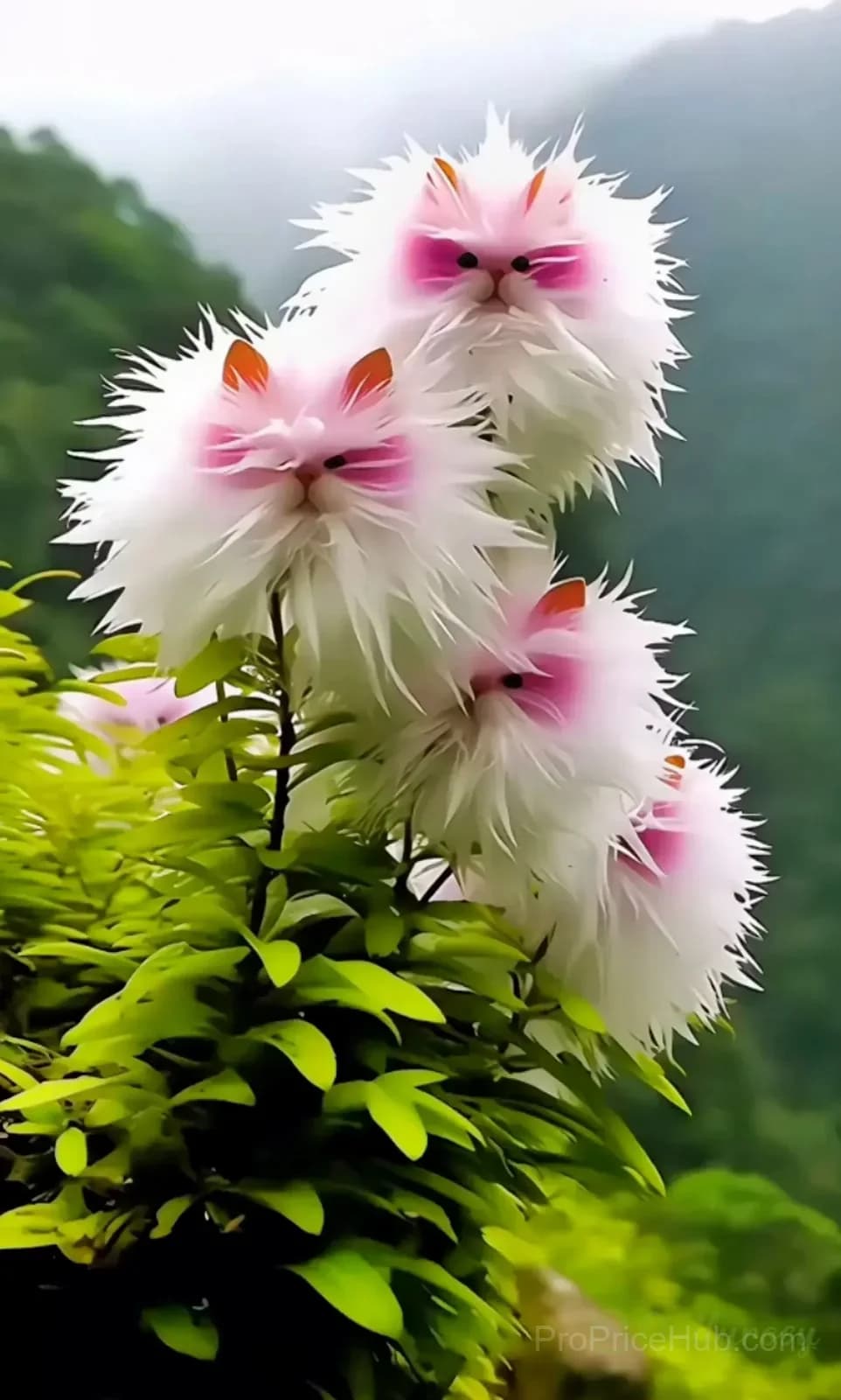 Dazzling Cat's Eye Seeds - View 10
