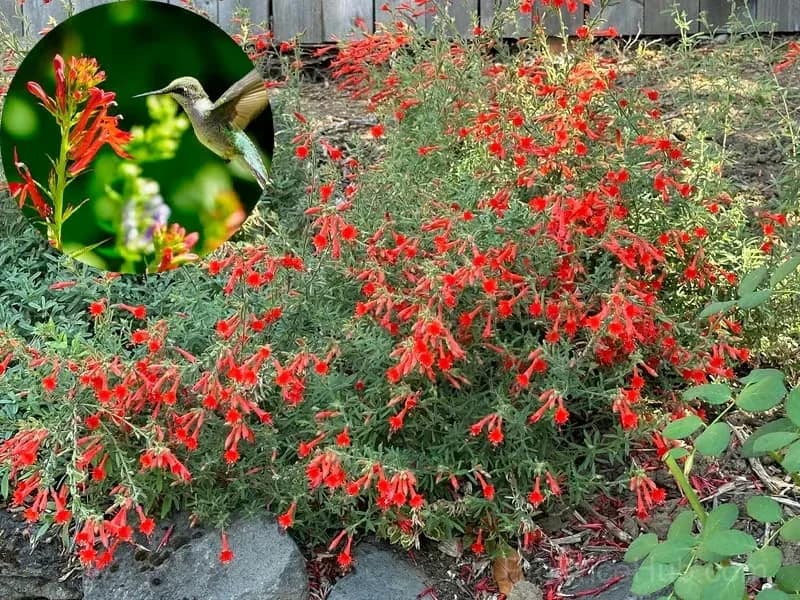 Epilobium garrettii Rainbow Burst Orange Glow Flower Seeds - View 15