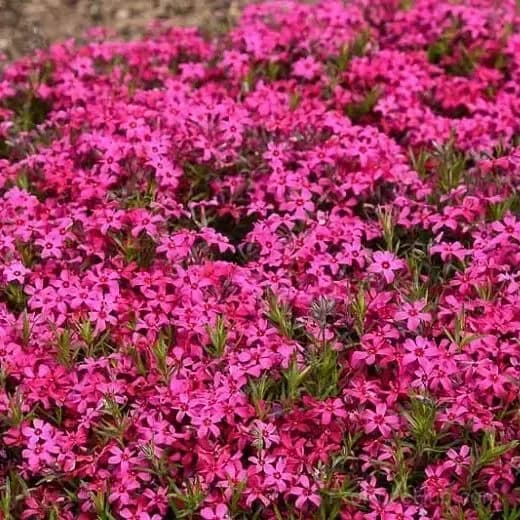 Creeping Phlox Seeds - Perennial Ground Cover with Vibrant Flowers - View 9