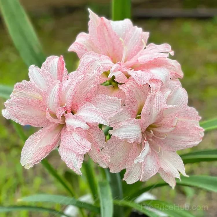 Double-Flowered Amaryllis Bulbs for Garden Planting - View 12