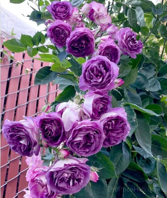 Rare Climbing Roses - Vigorous & Fragrant Garden Rose Plant - View 22