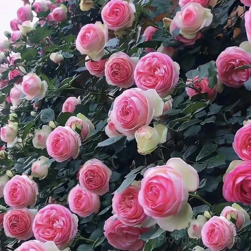 Rare Climbing Roses - Vigorous & Fragrant Garden Rose Plant - View 23