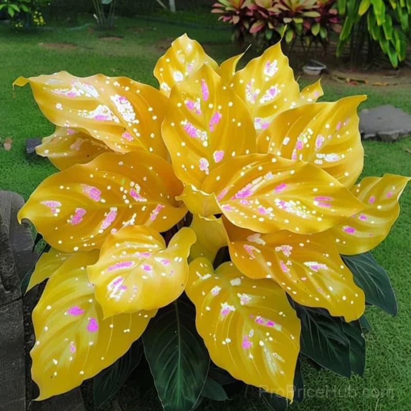 Rare Premium Hosta Bulbs – Easy to Grow for Garden Transformation - View 18