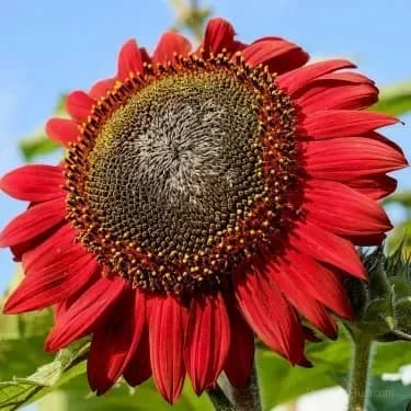Sunflower Seeds for Planting - Sunshine Variety - View 24