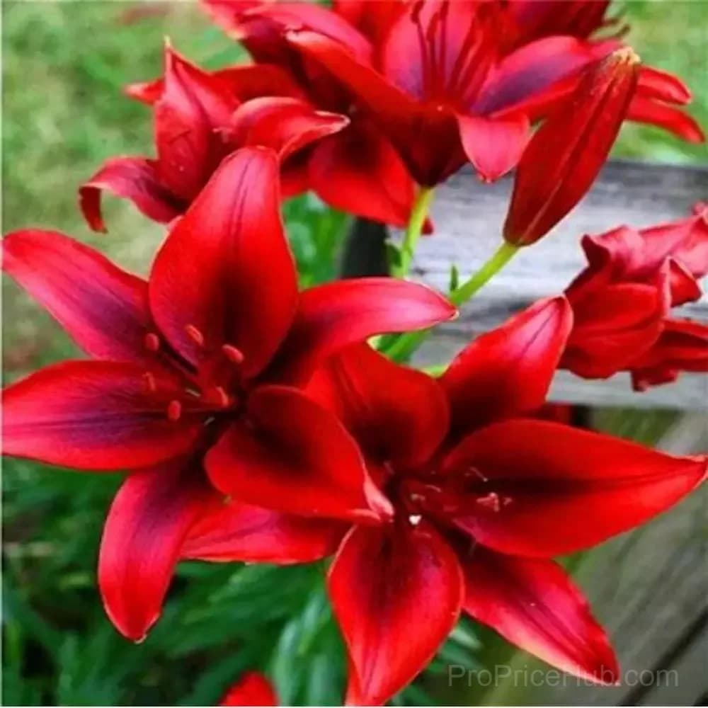 100 Rare Lily Seeds, Mixed Varieties - View 9