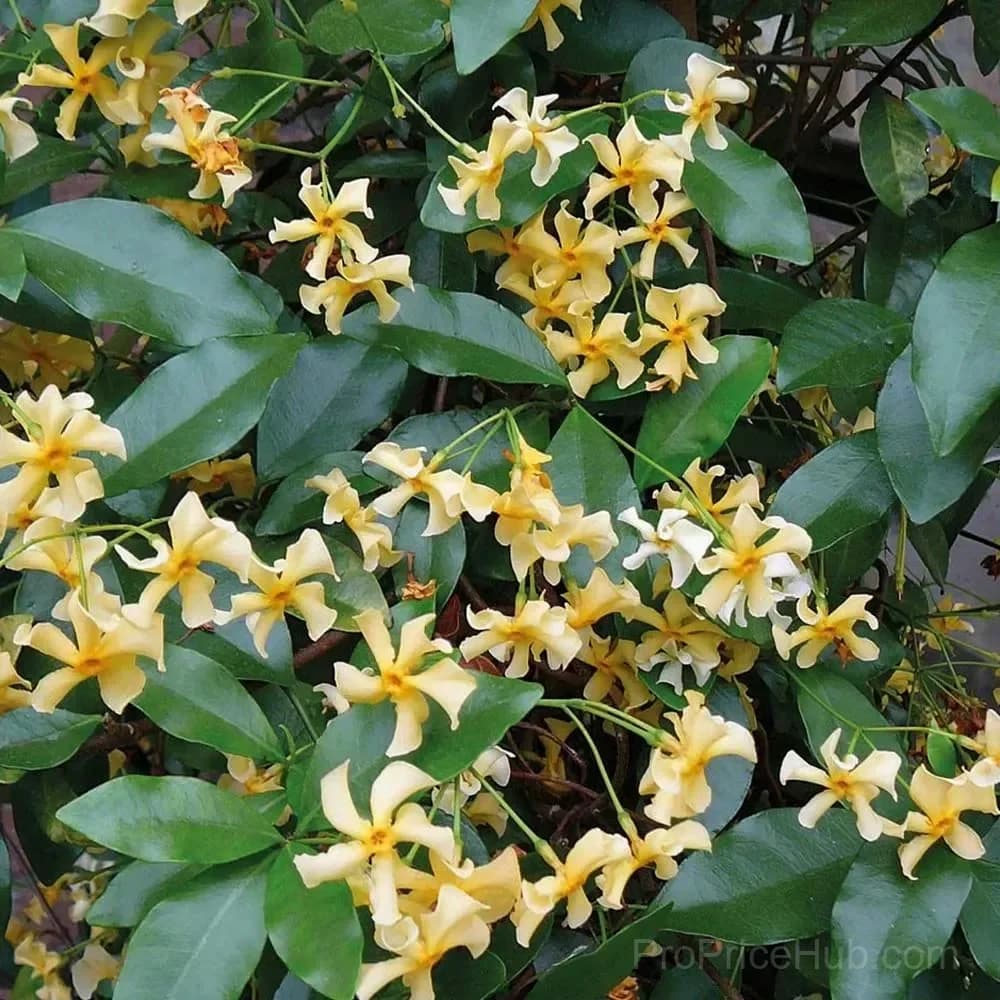 Windmill Jasmine Seeds - View 7