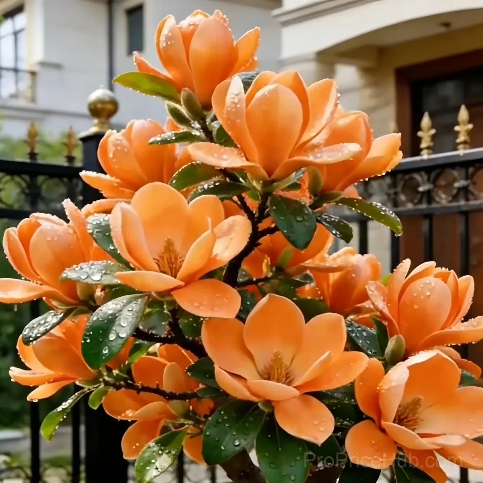 Magnolia Liliiflora Bulbs - Fragrant Purple Blooms - View 5