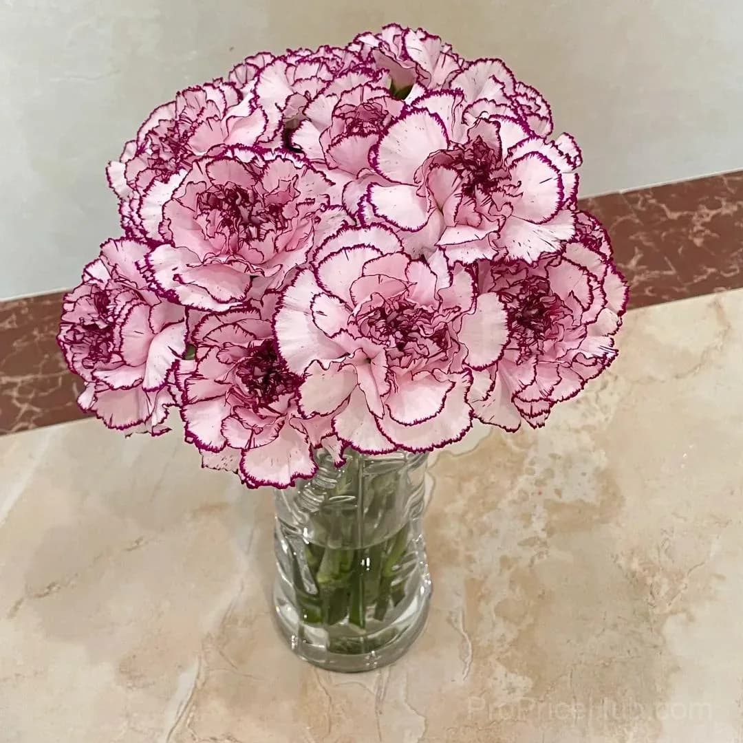 Premium Carnation Seeds - View 9