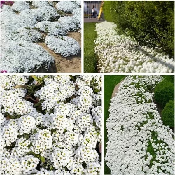 Low-Maintenance Thyme Seeds, Mixed Color, 100 Count - View 5