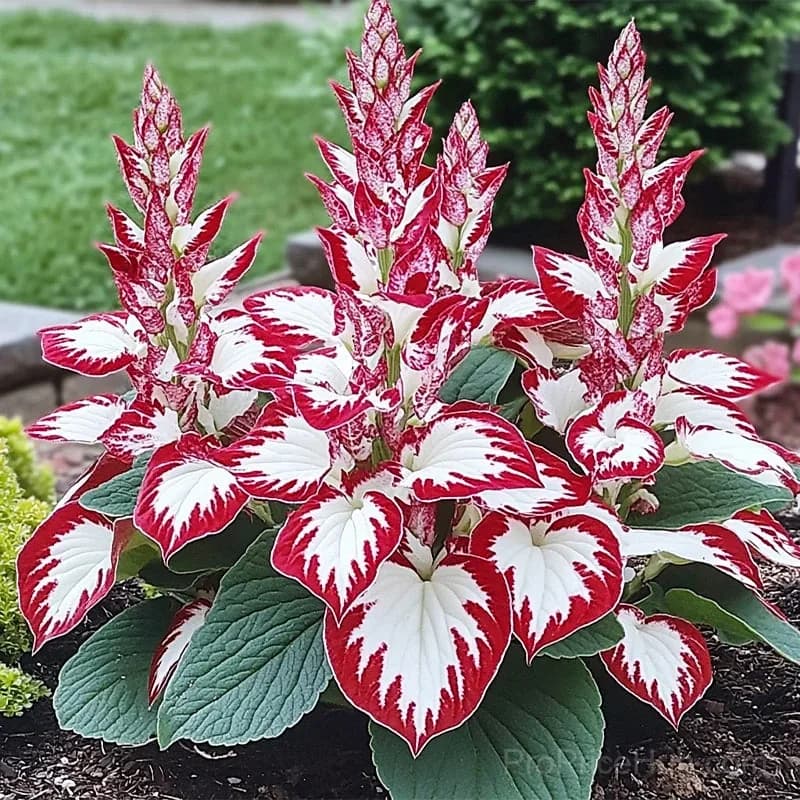 Rare Premium Hosta Bulbs – Easy to Grow for Garden Transformation - View 28