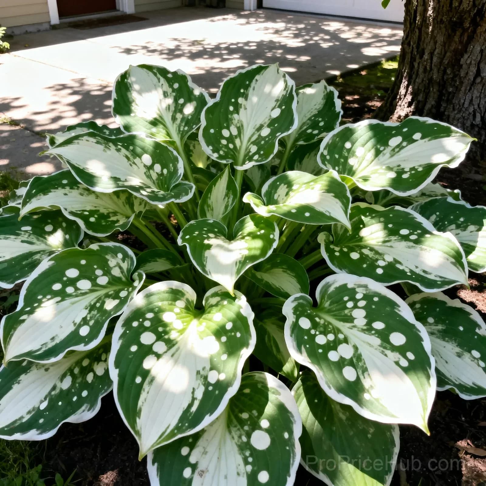 Rare Colored Hosta Rhizome - Live Perennial Plant Root for Shade Gardens - View 6