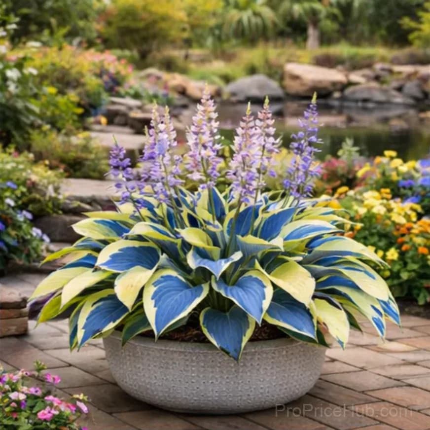 Hosta Bulbs for Shade - Easy Lush Perennial Growth - View 22
