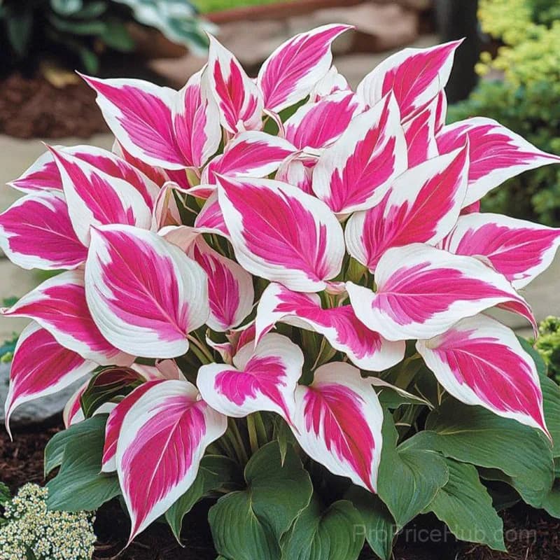 Rare Premium Hosta Bulbs – Easy to Grow for Garden Transformation - View 22