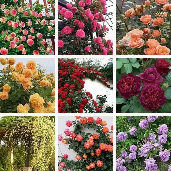 Rare Climbing Roses - Vigorous & Fragrant Garden Rose Plant - View 9