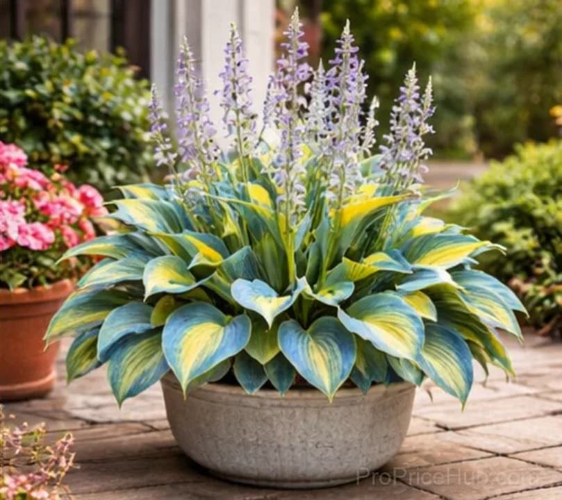 Hosta Bulbs for Shade - Easy Lush Perennial Growth - View 12