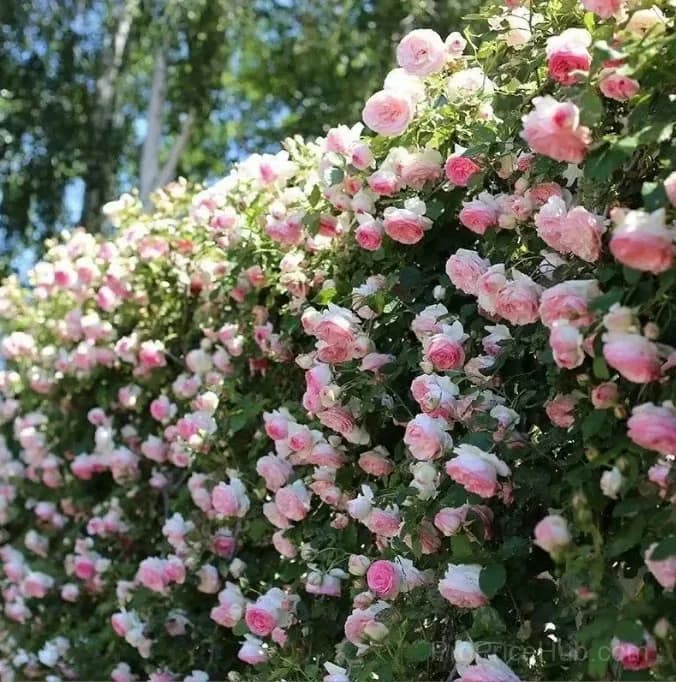 255 Mixed Color Climbing Rose Vine Seeds - View 7