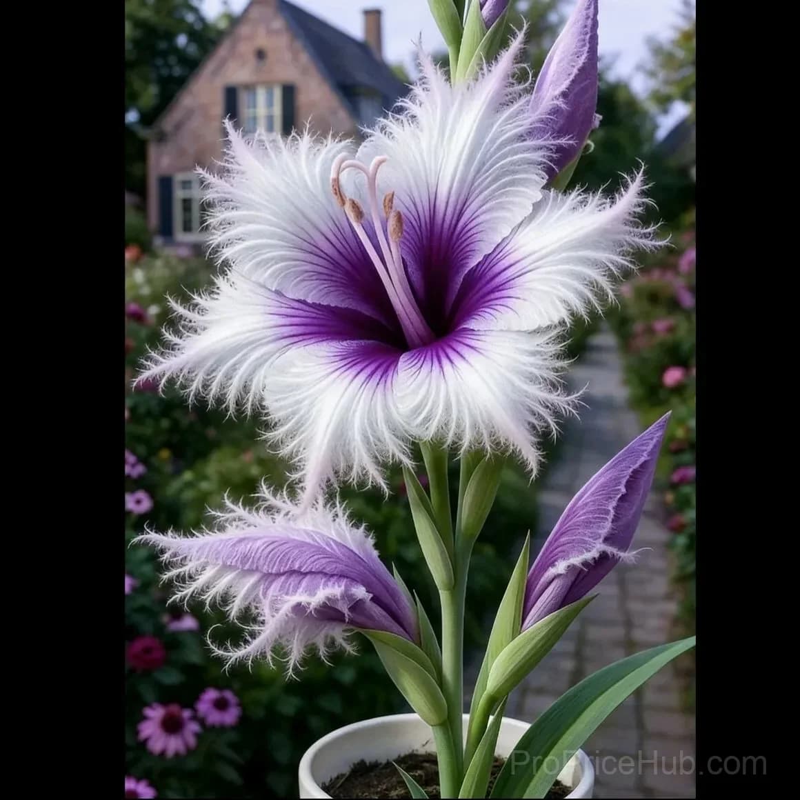 Rare Feather-Edged Lily Bulbs – Pink & White Blooms, Easy to Grow - View 6